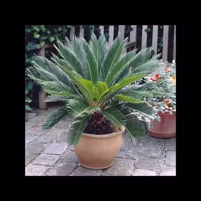 بذر سیکاس رولوتا (بسته 2 عددی) 