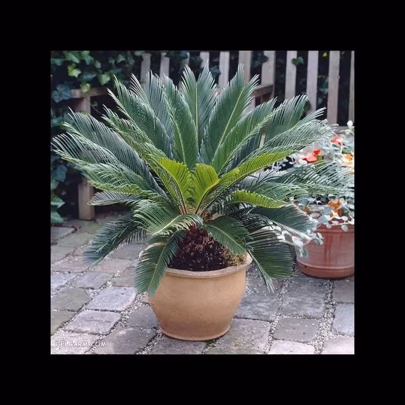 بذر سیکاس رولوتا (بسته 2 عددی) 