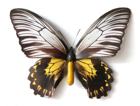 خرید و دانلود عکس Animals-Part-5 - کیفیت بالا | پیک فاکس | Pic Fox