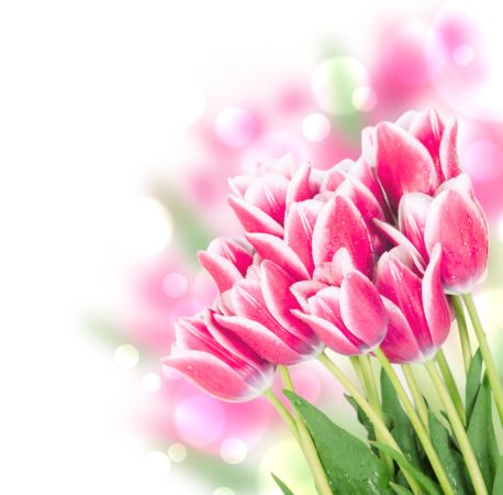 خرید و دانلود عکس Flower-Part-3 کد 17830 | پیک فاکس | Pic Fox