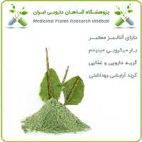 عصاره بارهنگ خشک (پودری)