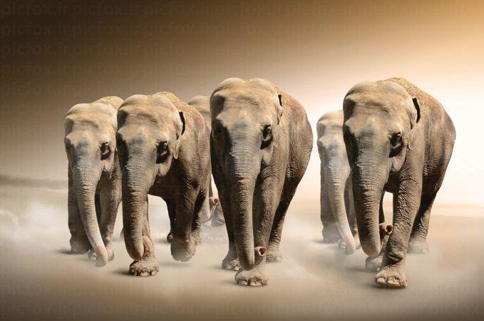 خرید و دانلود عکس گله‌ای از فیل‌های آسیایی | پیک فاکس | Pic Fox