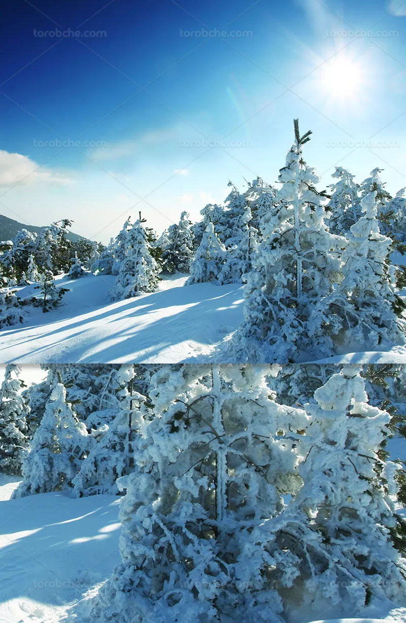 عکس منظره زمستانی | گرافیک با طعم تربچه