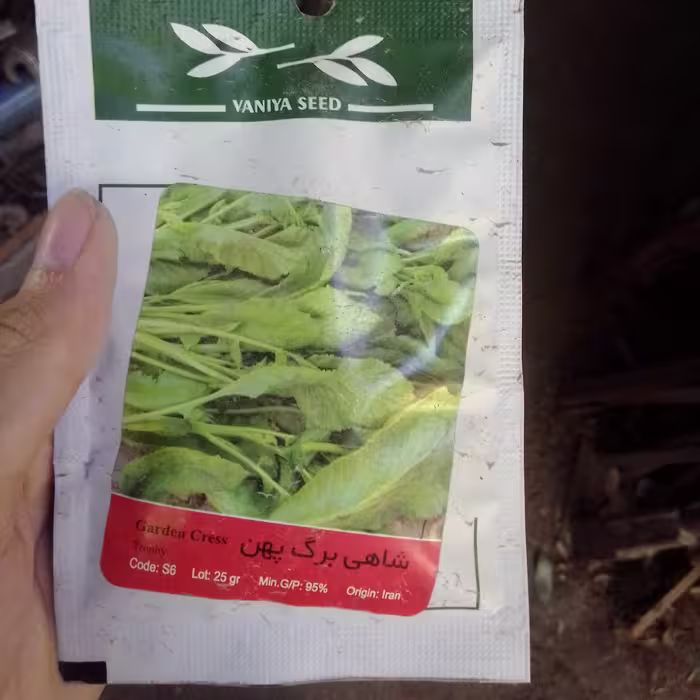 بذر شاهی برگ پهن