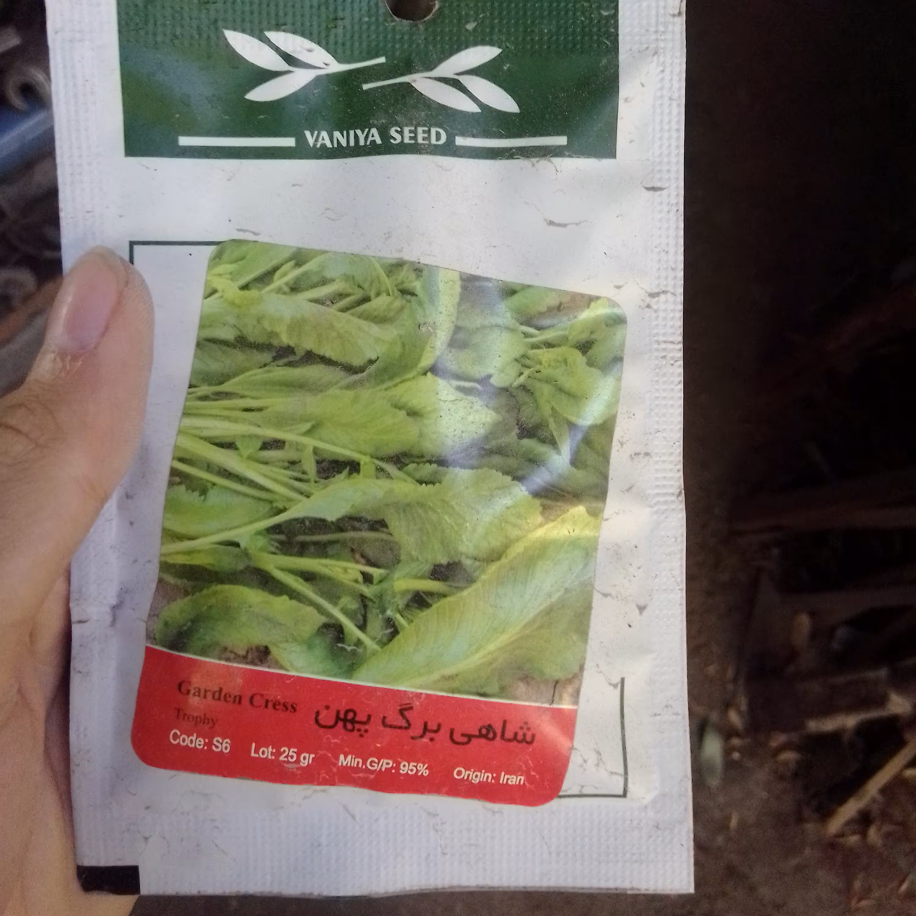 بذر شاهی برگ پهن