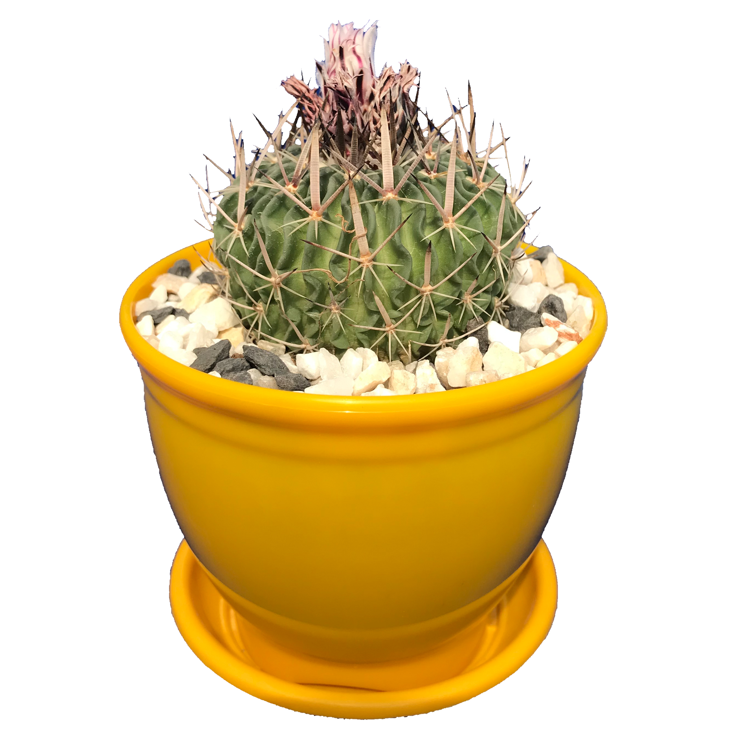 گیاه طبیعی کاکتوس فوسالو مدل FS-20