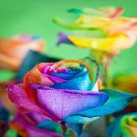 خرید و دانلود عکس Flower-Part-9 کد 18390 | پیک فاکس | Pic Fox