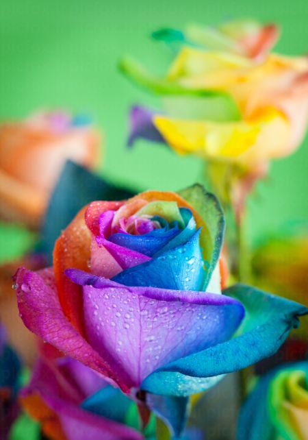 خرید و دانلود عکس Flower-Part-9 کد 18390 | پیک فاکس | Pic Fox