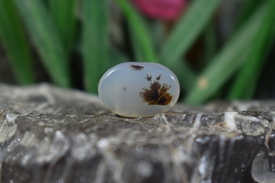 عقیق شجر برزیل