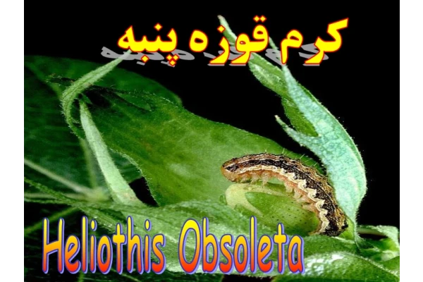 جزوه: کرم قوزه پنبه 🖊ارسالی اعضا 🏛 دانشگاه آزاد - کتابخانه مجازی واتیکان