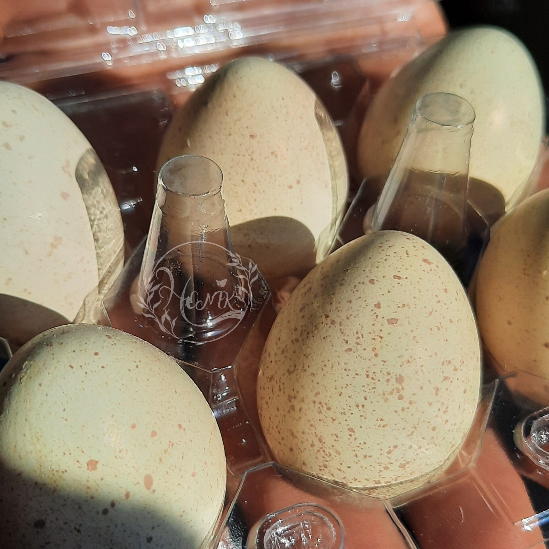 تخم کبک 6 عددی