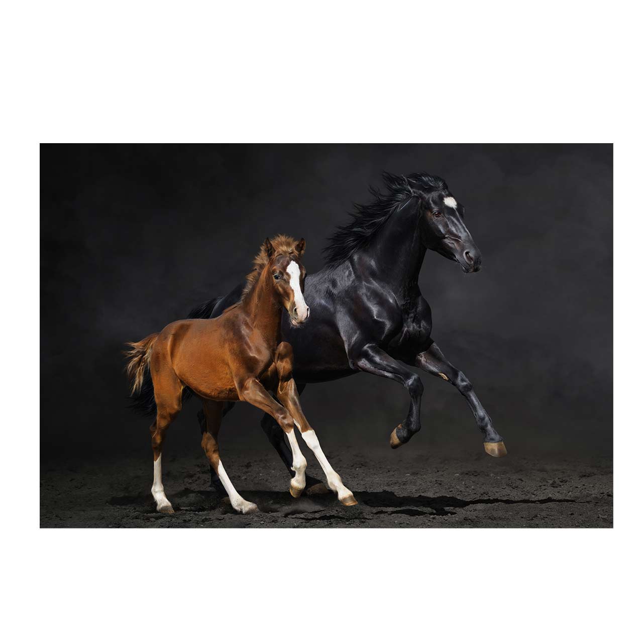 تابلو شاسی طرح اسب کد 6169