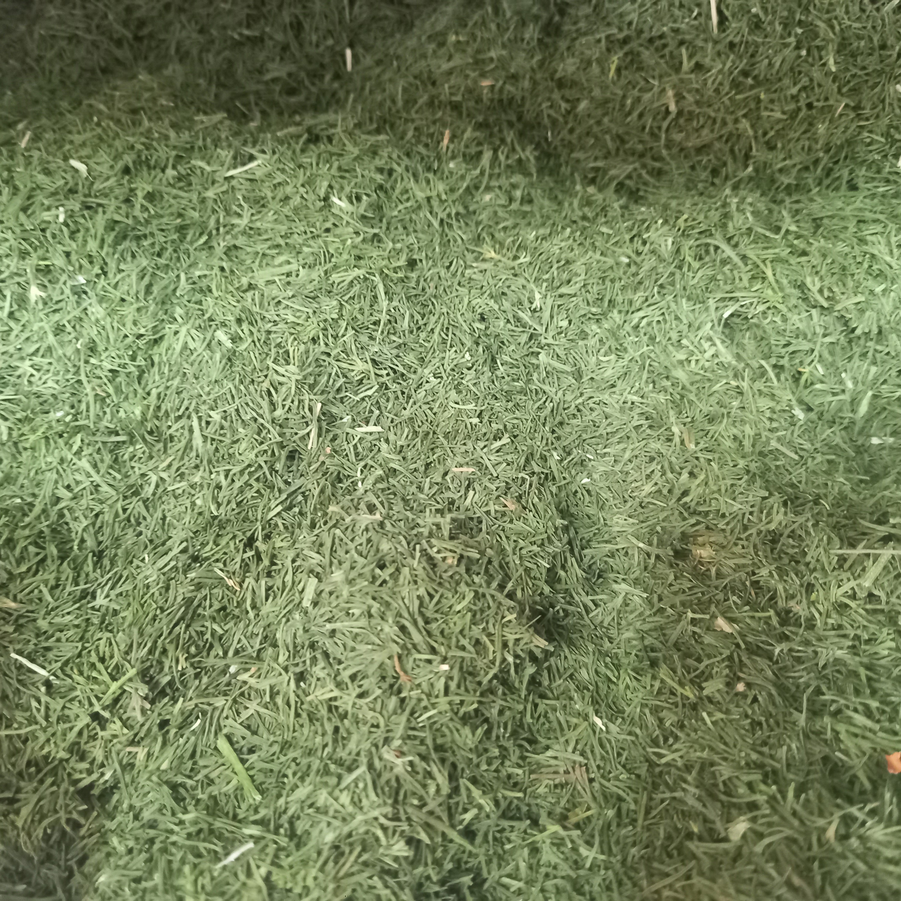 برگ شوید خشک ..اعلا ..هر چی بگم از این شوید کم گفتم از عطر و تمیزی..بسیار عالی ..خوشبو و خوش عطر