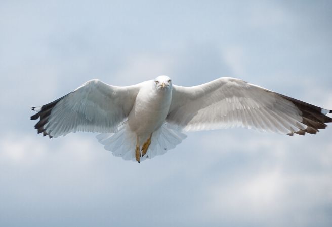 خرید و دانلود عکس Animals-Part-3 - کیفیت بالا | پیک فاکس | Pic Fox