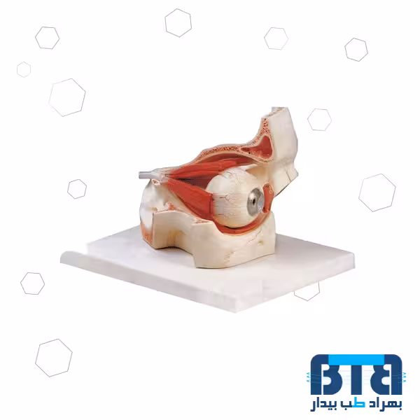 مولاژ کره چشم با نمایش ماهیچه 10 برابر اندازه طبیعی