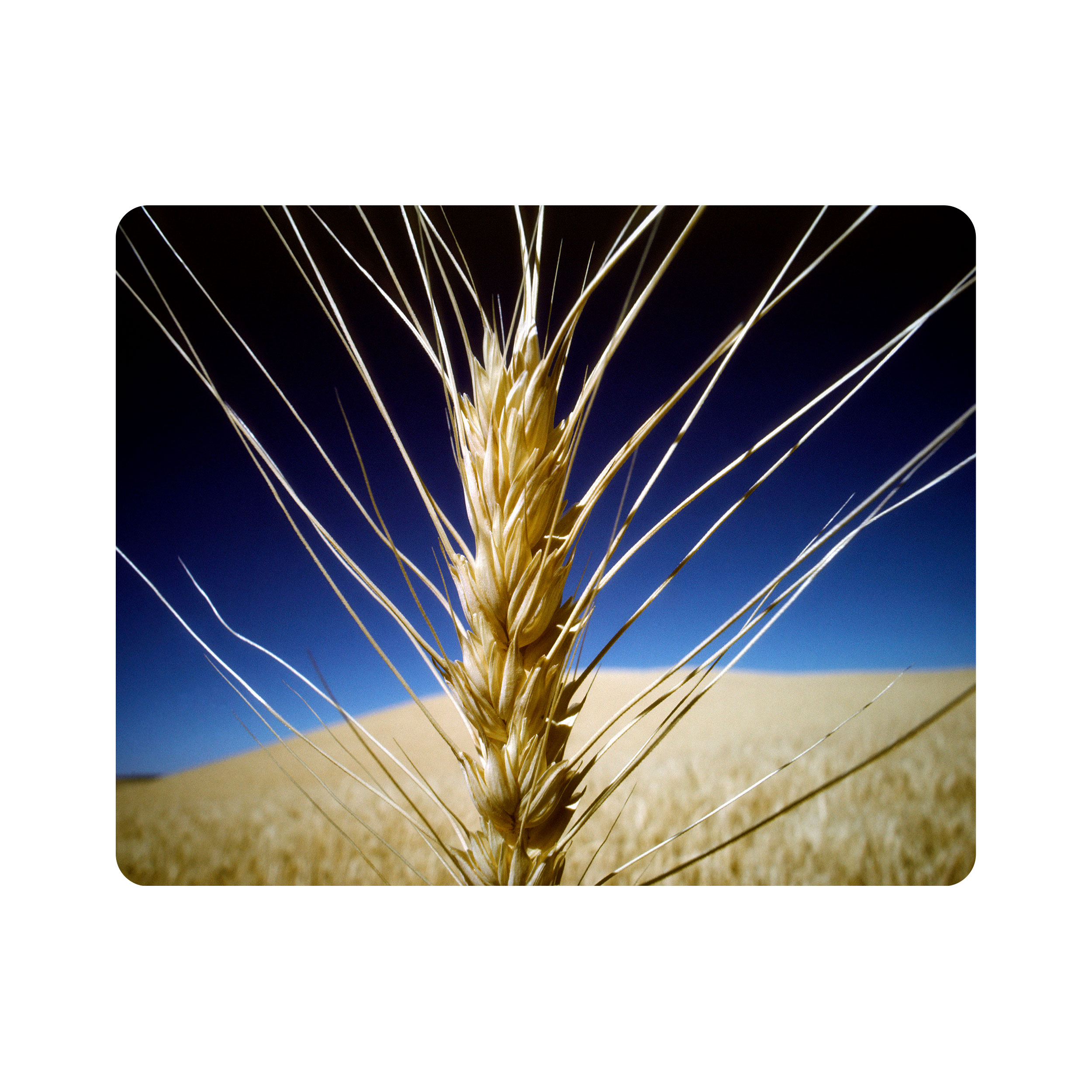 ماوس پد اطلس آبی طرح شاخه گندم و آسمان  مدل T7330