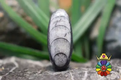 فسیل ارتوسراز مراکش