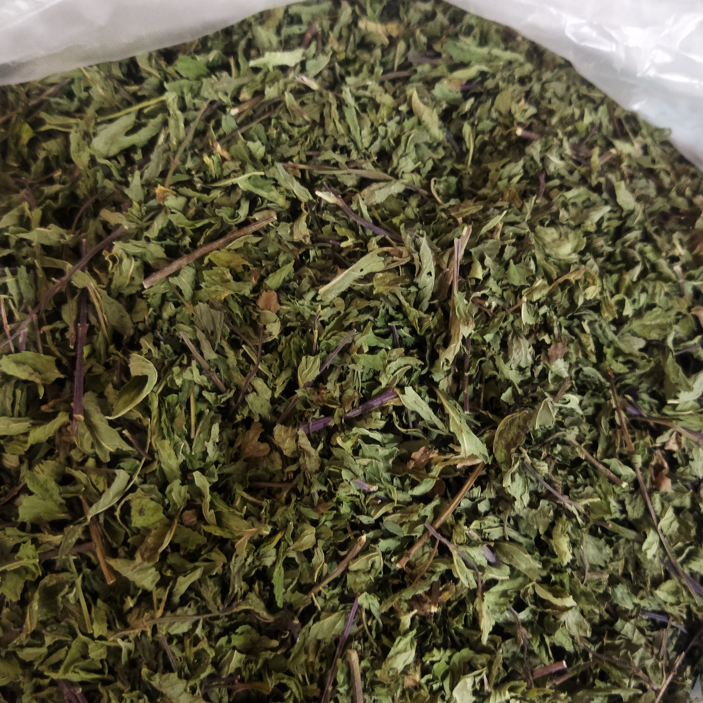 پونه خشک شده