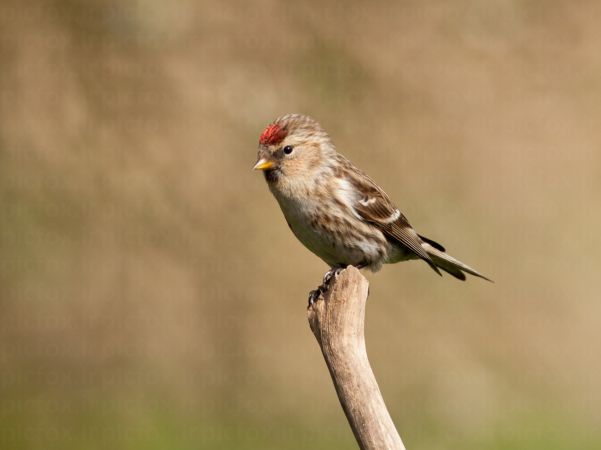 خرید و دانلود عکس Animals-Part-3 - کیفیت بالا | پیک فاکس | Pic Fox