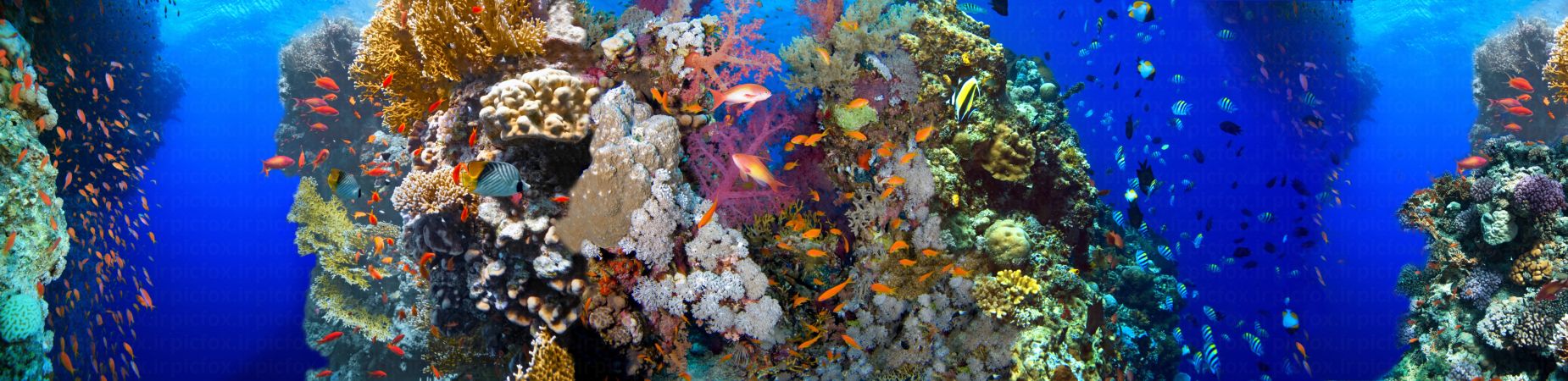 خرید و دانلود عکس Animals-Part-13 - کیفیت بالا | پیک فاکس | Pic Fox