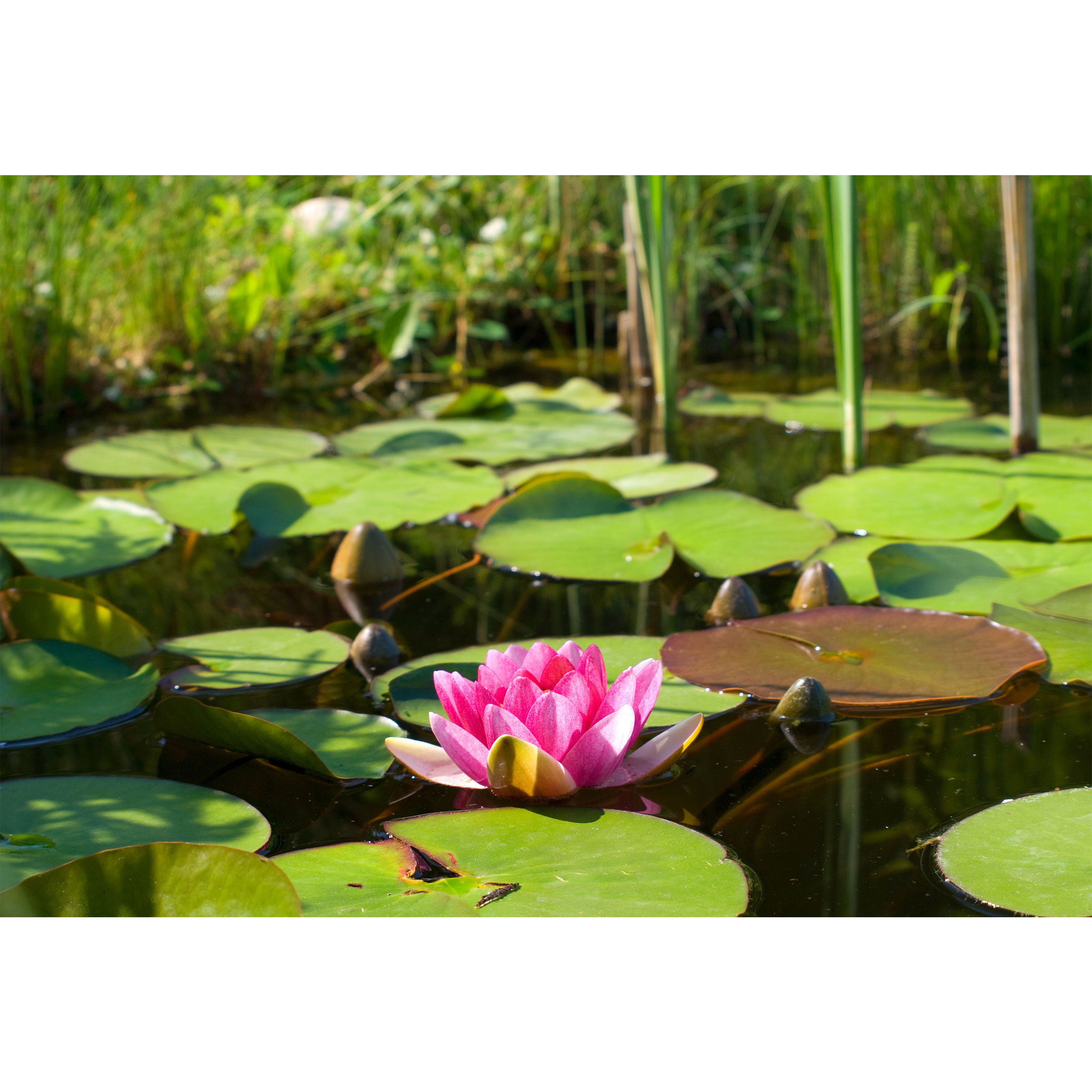 تابلو شاسی طرح مرداب و گل نیلوفر آبی مدل T6774