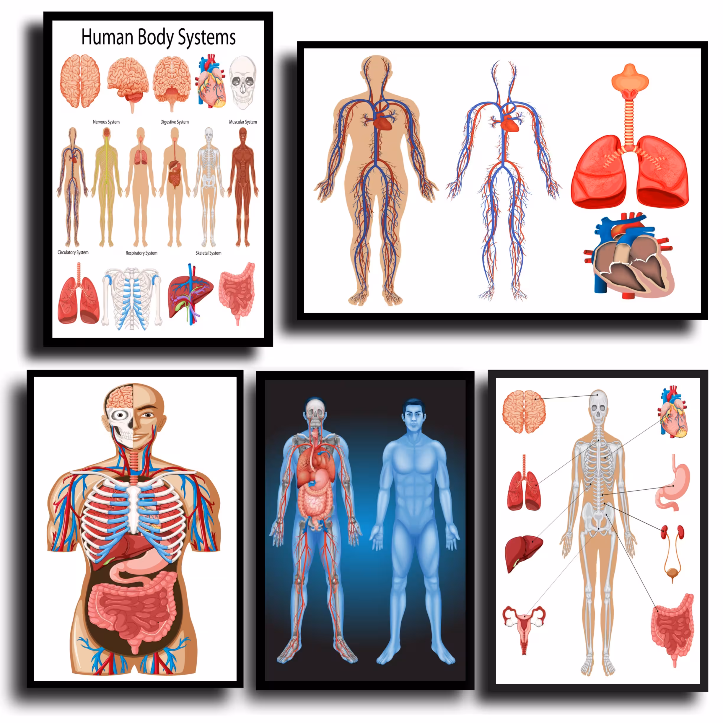 تابلو مدل پزشکی طرح آناتومی بدن انسان کد k409 مجموعه 5 عددی