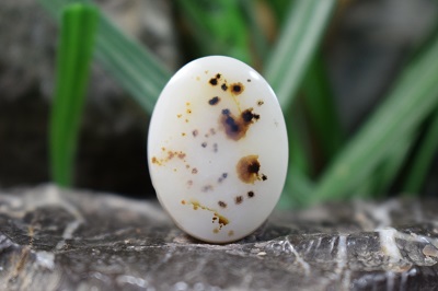 عقیق شجر برزیل