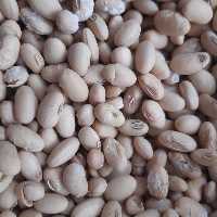 سویا  بو داده شده محصول 1403 ( 500 گرمی ) 