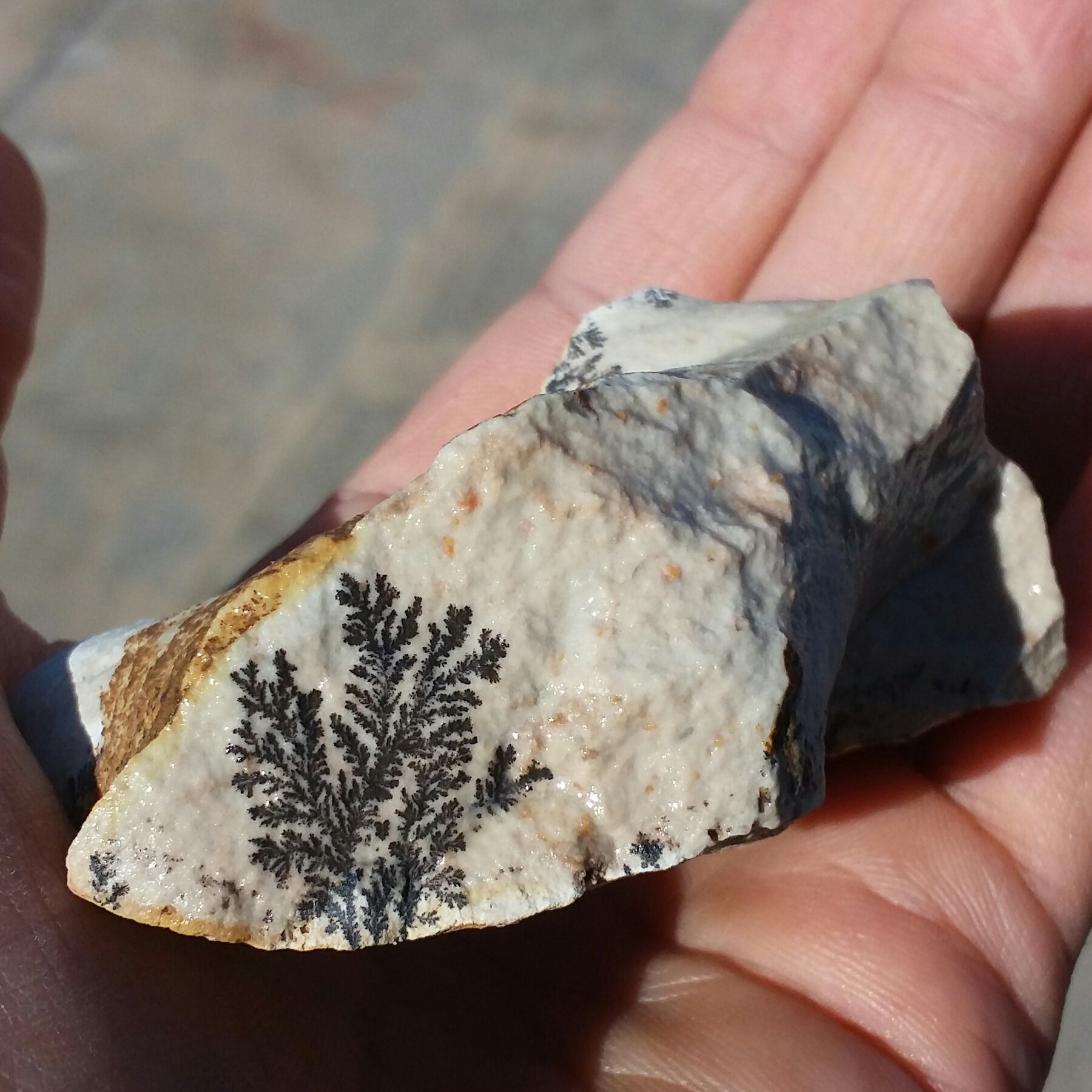 سنگ راف 100 در 100 طبیعی شجر دندریتی یا فسیلی دو طرفه  محشر خاص شااهکار خلقت
شجر واضح خاااااص
نمونه ای بسیااار  دیدنی