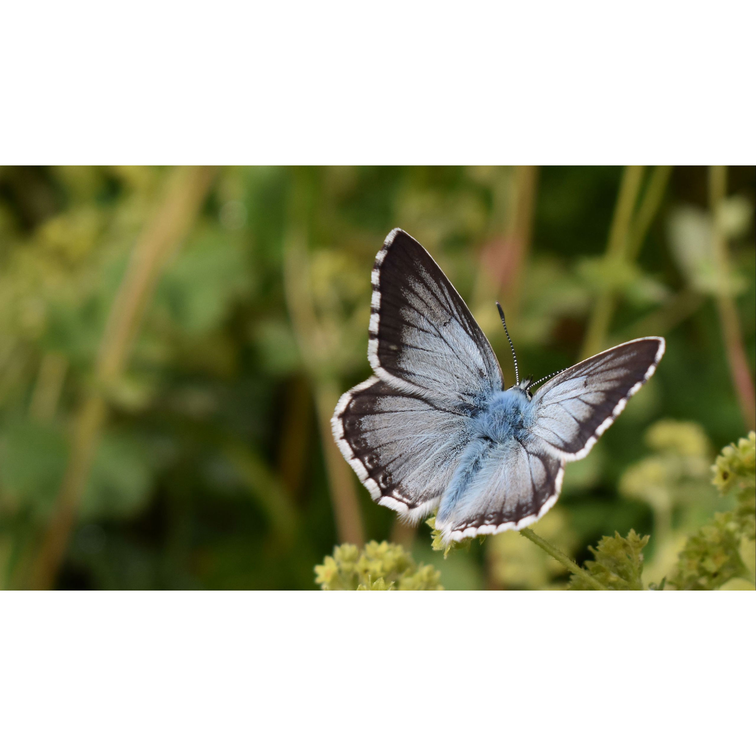 تابلو شاسی طرح پروانه مدل T7947