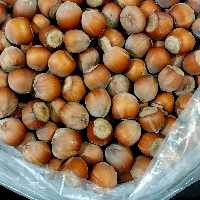 پک ویژه 5 کیلویی فندق خام اشکورات (درشت و پر مغز ) 