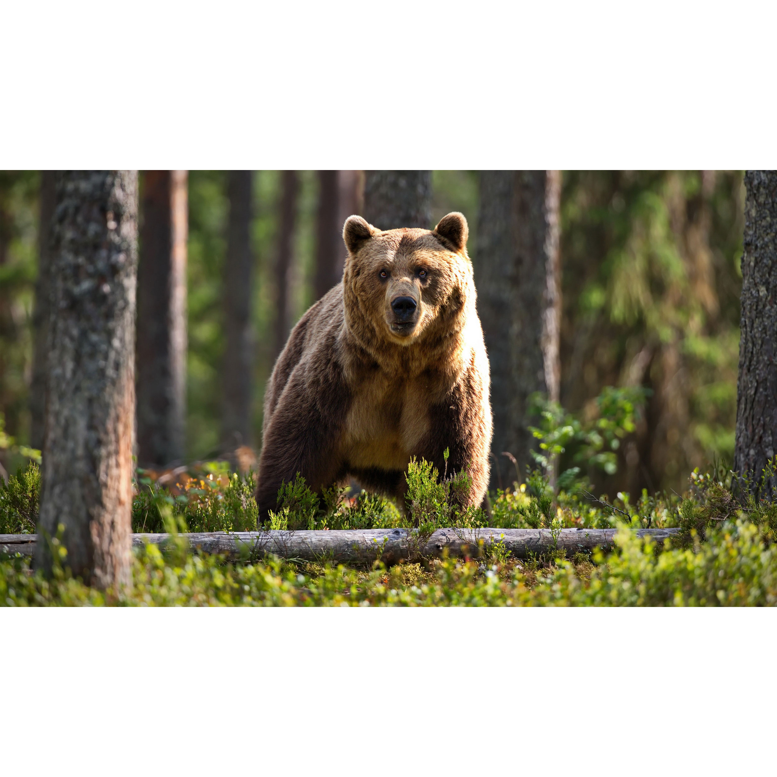 تابلو شاسی طرح خرس و جنگل مدل T8061