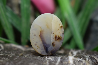 عقیق شجر برزیل