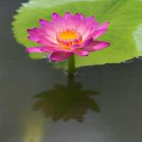 خرید و دانلود عکس Flower-Part-9 کد 18384 | پیک فاکس | Pic Fox