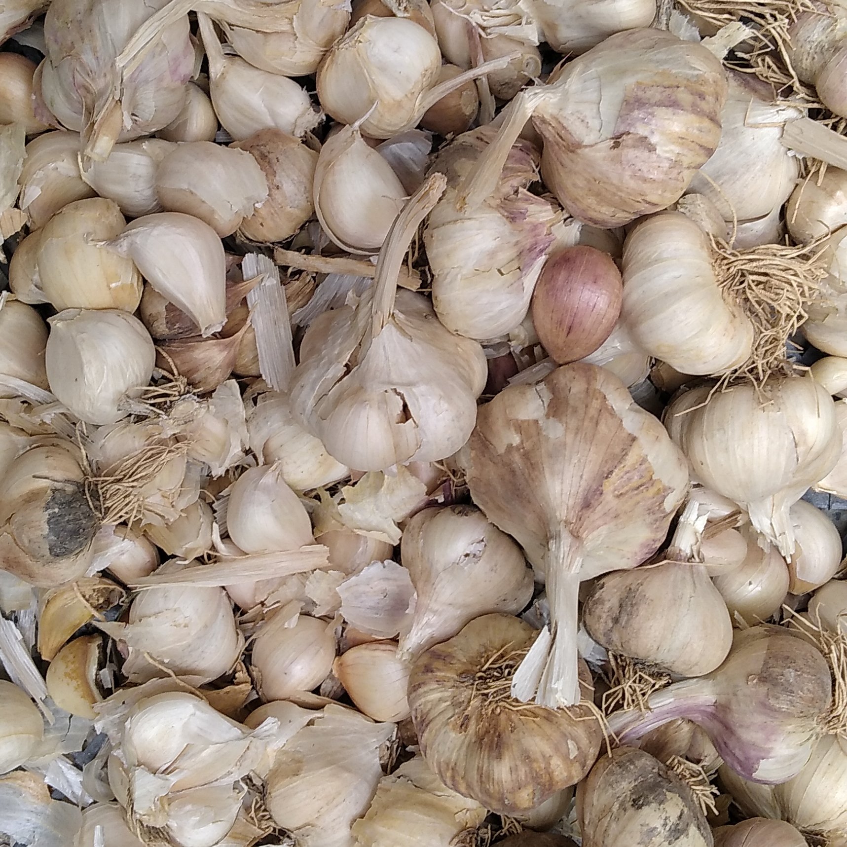 سیر درجه 3 دانه درشت