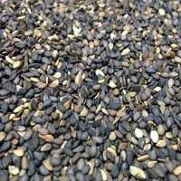 کنجد بوداده بی نمک 250گرم 