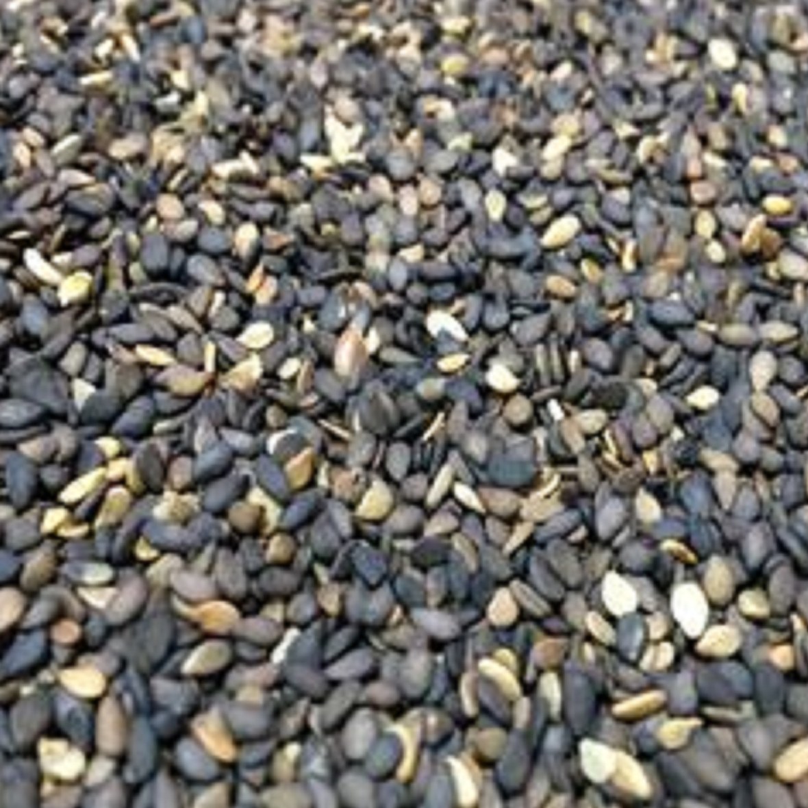 کنجد بوداده بی نمک 250گرم 