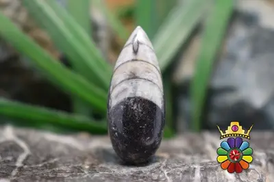 فسیل ارتوسراز مراکش