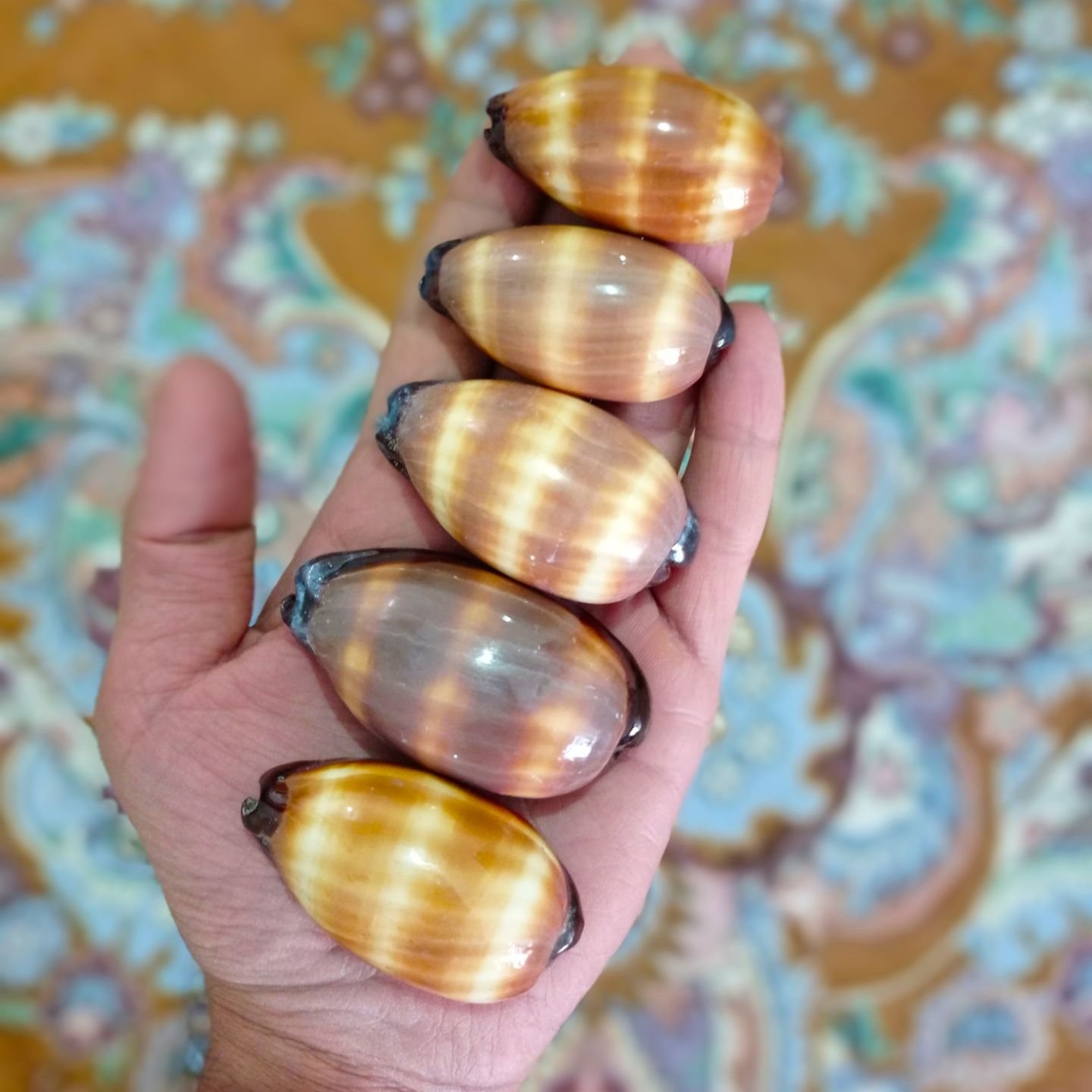 صدف سیپرا تالپا براق (یک عددی)