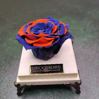 گل رز جاودان دکوفیوره طرح غروب دریا