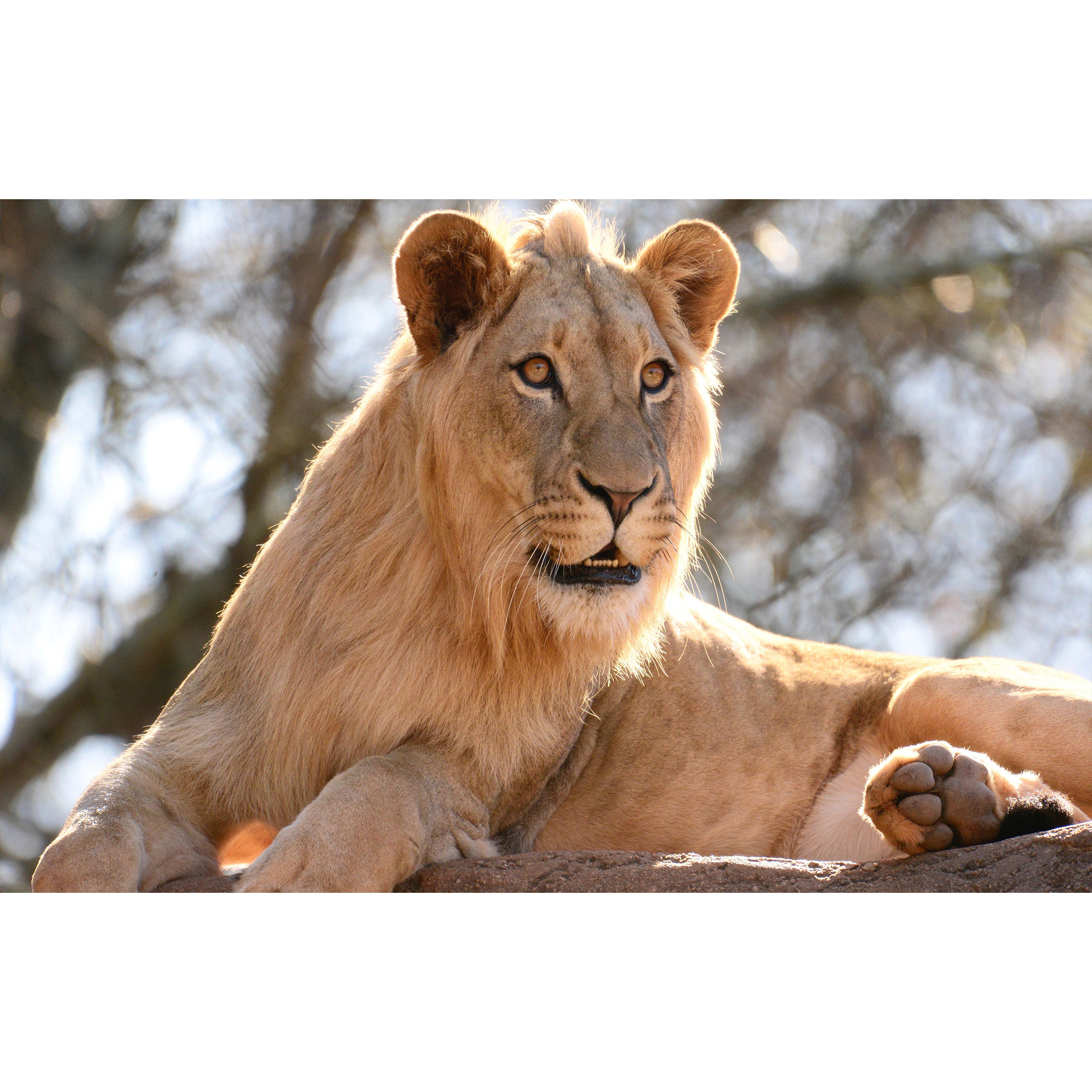 تابلو شاسی طرح شیر ماده مدل T7806