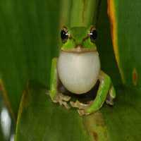 خرید و دانلود عکس ندای طبیعت، قورباغه درختی با کیسه گلوی متورم | پیک فاکس | Pic Fox