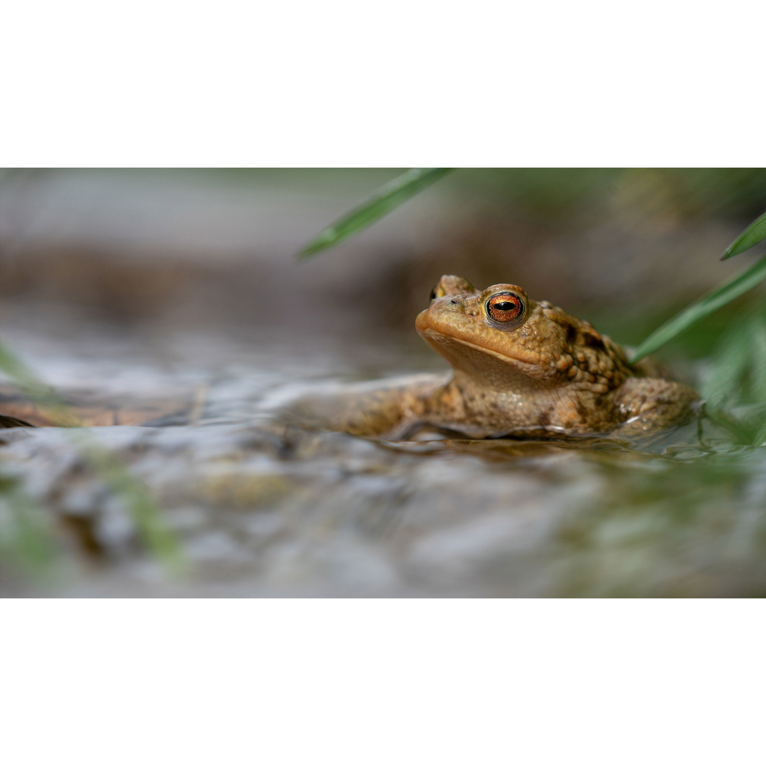 تابلو شاسی طرح قورباغه مدل T7863