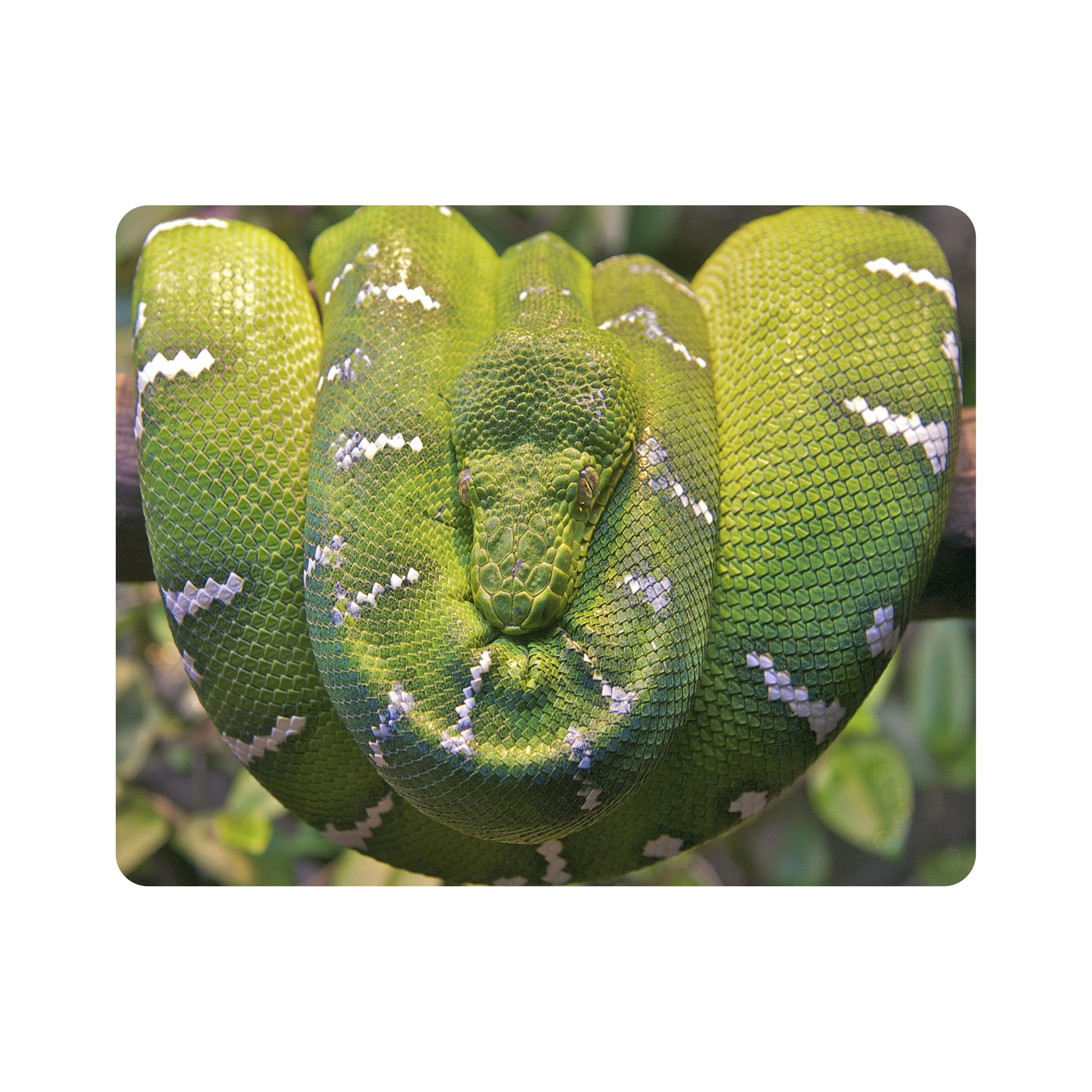 ماوس پد اطلس آبی طرح مار بوآ روی شاخه مدل T1571