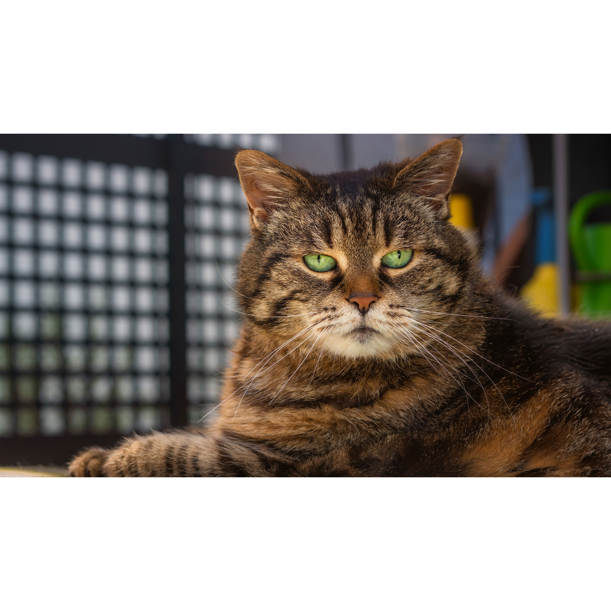 تابلو شاسی طرح گربه مدل T7736