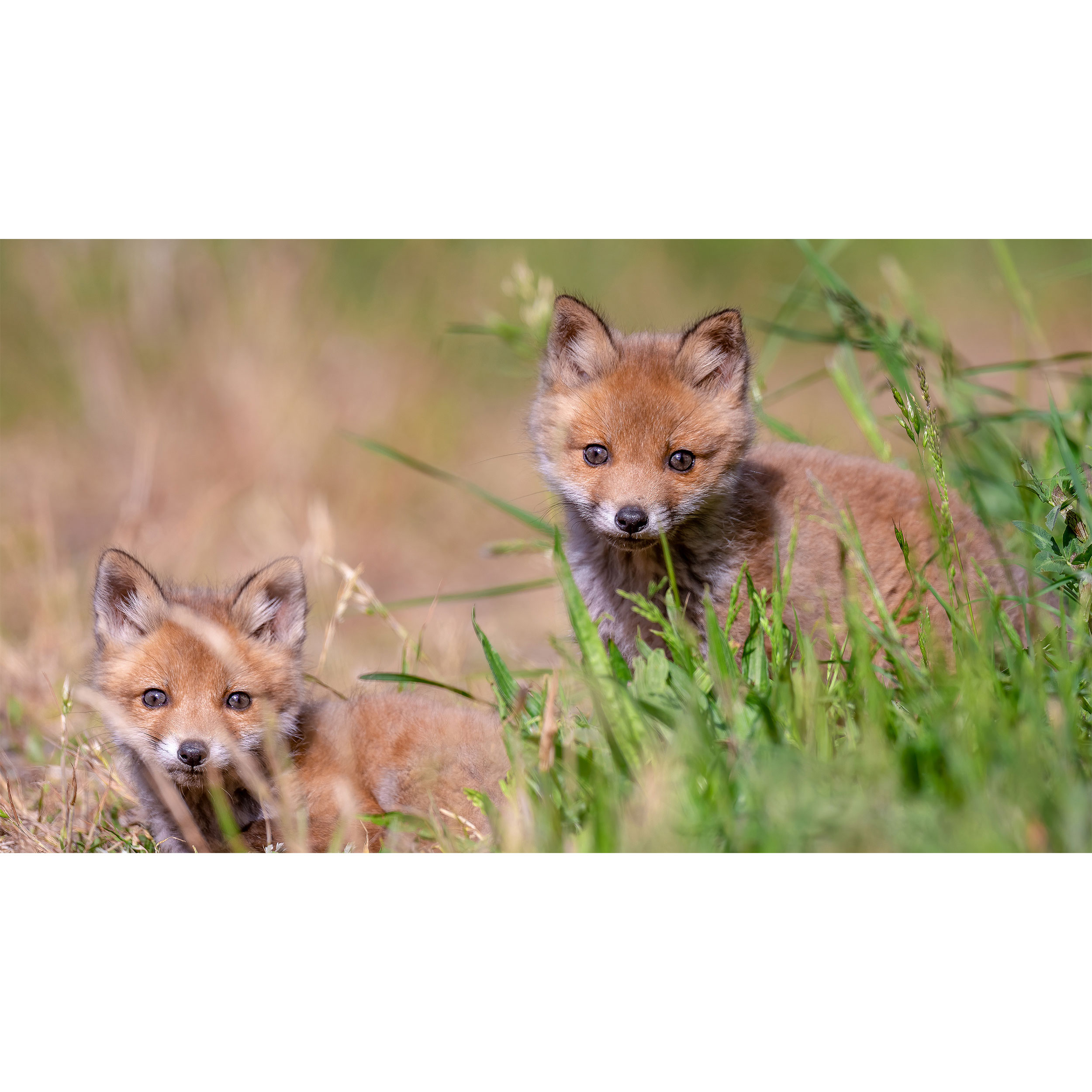 تابلو شاسی طرح روباه مدل T7785