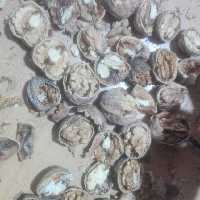 گردو محلی اقتصادی امسال کردستان سال 1402 ارسال به سراسر ایران