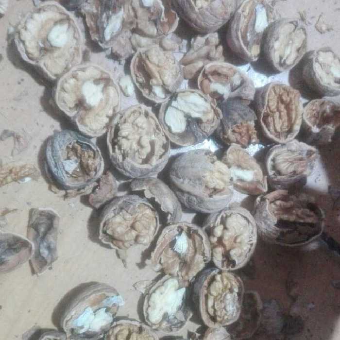 گردو محلی اقتصادی امسال کردستان سال 1402 ارسال به سراسر ایران