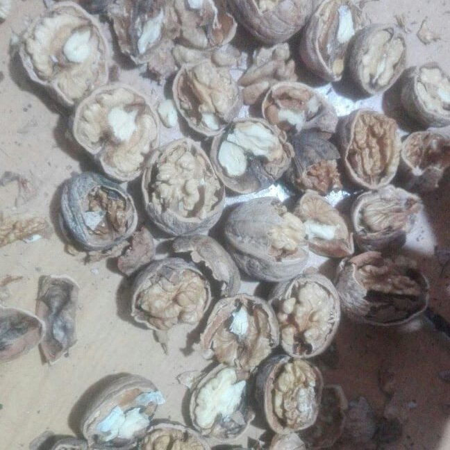 گردو محلی اقتصادی امسال کردستان سال 1402 ارسال به سراسر ایران