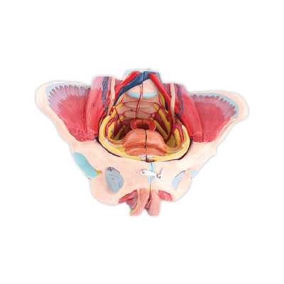 بازی آموزشی طرح مولاژ لگن مدل ASM08